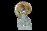 Fossil Hoploscaphites Ammonite - South Dakota #131225-1